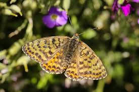 Attēlu rezultāti vaicājumam “Argynnis niobe”