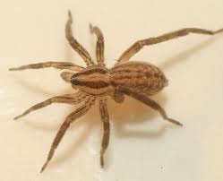 Attēlu rezultāti vaicājumam “Miturgidae”