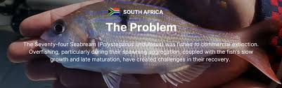 Image result for Polysteganus undulosus