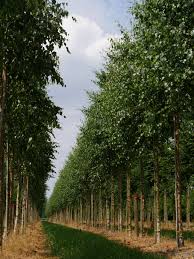 Attēlu rezultāti vaicājumam “Betula”