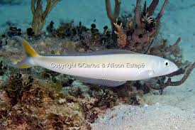 Image result for Malacanthus plumieri