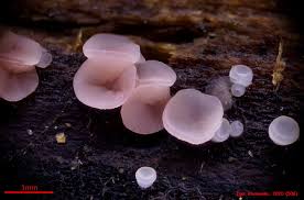 Attēlu rezultāti vaicājumam “Ombrophila violacea”