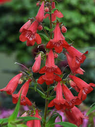 Image result for Penstemon