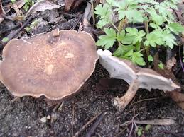 Attēlu rezultāti vaicājumam “Polyporus ciliatus”