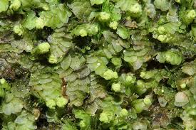 Attēlu rezultāti vaicājumam “Calypogeia integristipula”