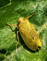 Attēlu rezultāti vaicājumam “Cicadellidae”