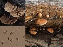 Attēlu rezultāti vaicājumam “Postia tephroleucus”