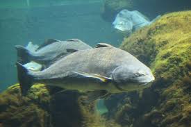 Image result for Pogonias cromis