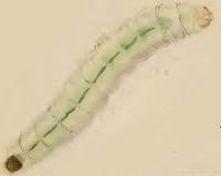 Attēlu rezultāti vaicājumam “Gracillaria syringella”