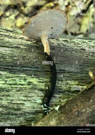 Attēlu rezultāti vaicājumam “Polyporus varius”