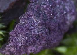 Attēlu rezultāti vaicājumam “Nectriopsis violacea”