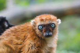 Attēlu rezultāti vaicājumam “Primates”