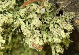 Attēlu rezultāti vaicājumam “Chaenotheca furfuracea”