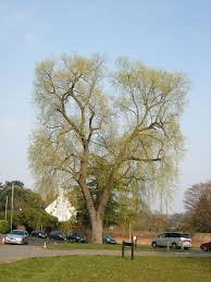 Attēlu rezultāti vaicājumam “Salix x doniana”