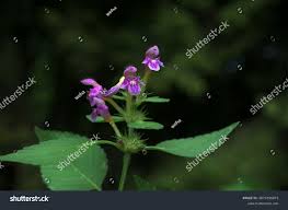 Attēlu rezultāti vaicājumam “Galeopsis bifida leaf”