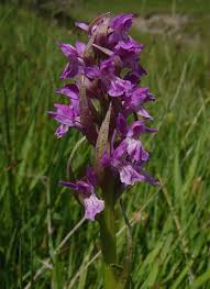 Attēlu rezultāti vaicājumam “Dactylorhiza cruenta flower”