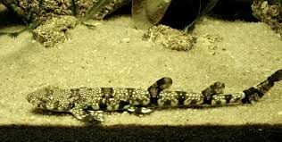 Image result for Haploblepharus edwardsii