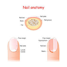 Image result for lunula nail