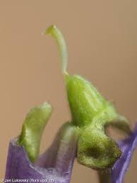 Attēlu rezultāti vaicājumam “Viola odorata bud”