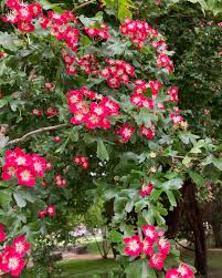 Attēlu rezultāti vaicājumam “Crataegus laevigata flower”