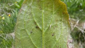 Attēlu rezultāti vaicājumam “Ajuga pyramidalis leaf”