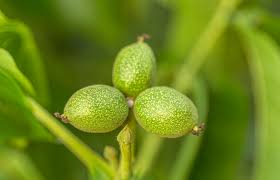 Attēlu rezultāti vaicājumam “Juglans regia fruit”