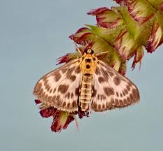 Attēlu rezultāti vaicājumam “Anania hortulata”