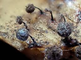 Attēlu rezultāti vaicājumam “Licea minima spores”