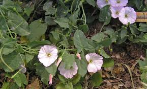 Attēlu rezultāti vaicājumam “Convolvulus arvensis flower”