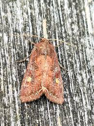 Attēlu rezultāti vaicājumam “Lacanobia oleracea”