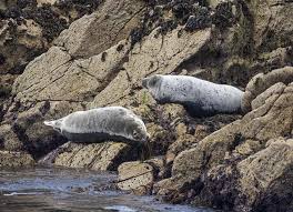 Image result for Halichoerus grypus