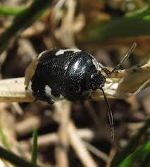 Attēlu rezultāti vaicājumam “Tritomegas bicolor imago”