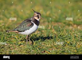 Attēlu rezultāti vaicājumam “Vanellus vanellus adult”