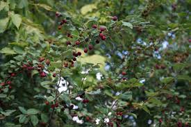 Attēlu rezultāti vaicājumam “Cotoneaster multiflorus fruit”