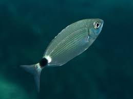 Image result for Oblada melanurus