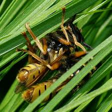 Attēlu rezultāti vaicājumam “Temnostoma vespiforme”