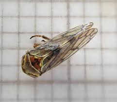 Attēlu rezultāti vaicājumam “Oncopsis sp.”