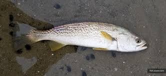 Image result for Cynoscion regalis