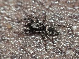 Attēlu rezultāti vaicājumam “Salticus sp.”