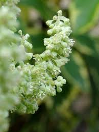 Attēlu rezultāti vaicājumam “Rheum rhabarbarum flower”