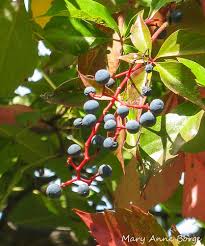 Attēlu rezultāti vaicājumam “Parthenocissus quinquefolia fruit”