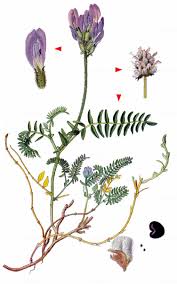 Attēlu rezultāti vaicājumam “Astragalus danicus”