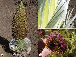 Attēlu rezultāti vaicājumam “Asteraceae”