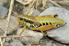 Attēlu rezultāti vaicājumam “Podisma pedestris”