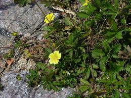 Attēlu rezultāti vaicājumam “Potentilla reptans”