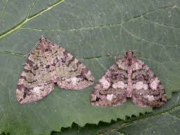 Attēlu rezultāti vaicājumam “Hydriomena furcata”