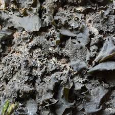 Attēlu rezultāti vaicājumam “Collema”