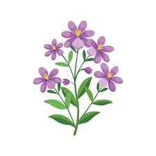 Attēlu rezultāti vaicājumam “Aubrieta deltoidea flower”