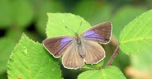 Attēlu rezultāti vaicājumam “Favonius quercus underside”