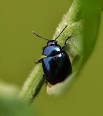 Attēlu rezultāti vaicājumam “Phaedon cochleariae”